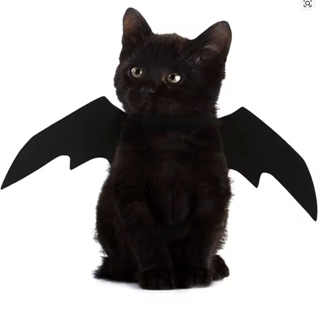 Bat Wings
